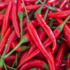 Hot Cayenne Pepper Seeds | Heirloom & Non-GMO | Fresh Vegetable Seeds