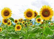 Giant Sunflower Seeds for Planting - Heirloom & Non-GMO - High Germination Seeds